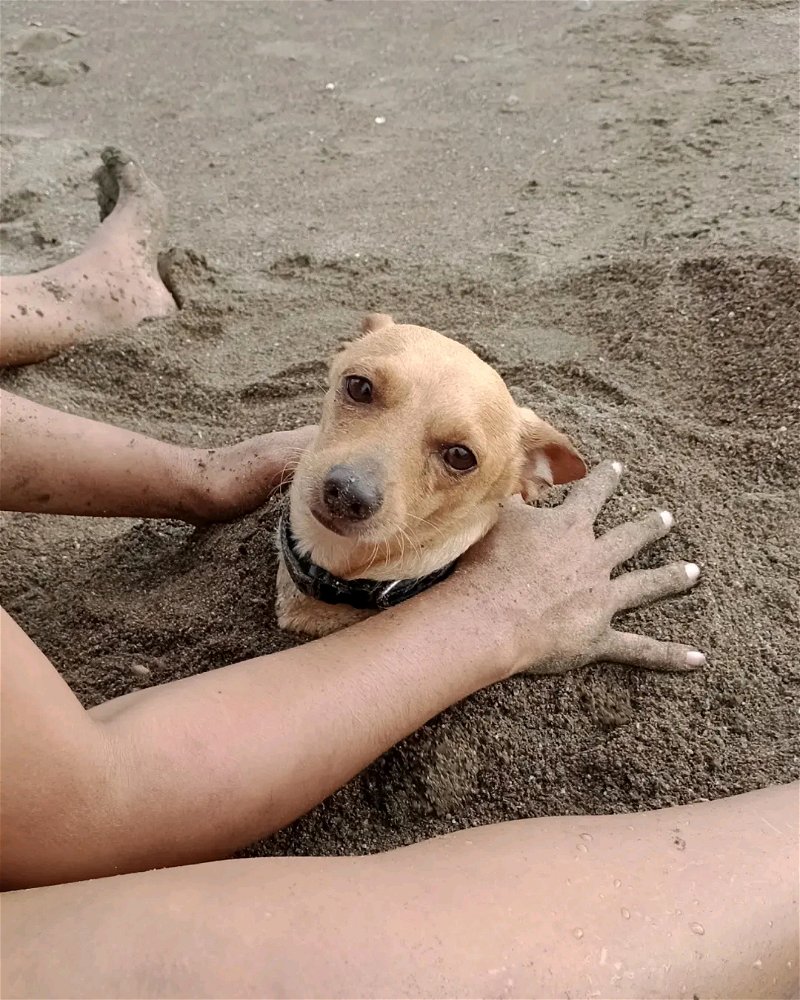 ~!Ayudaaa!~ ¡me entierraaan! 🐶