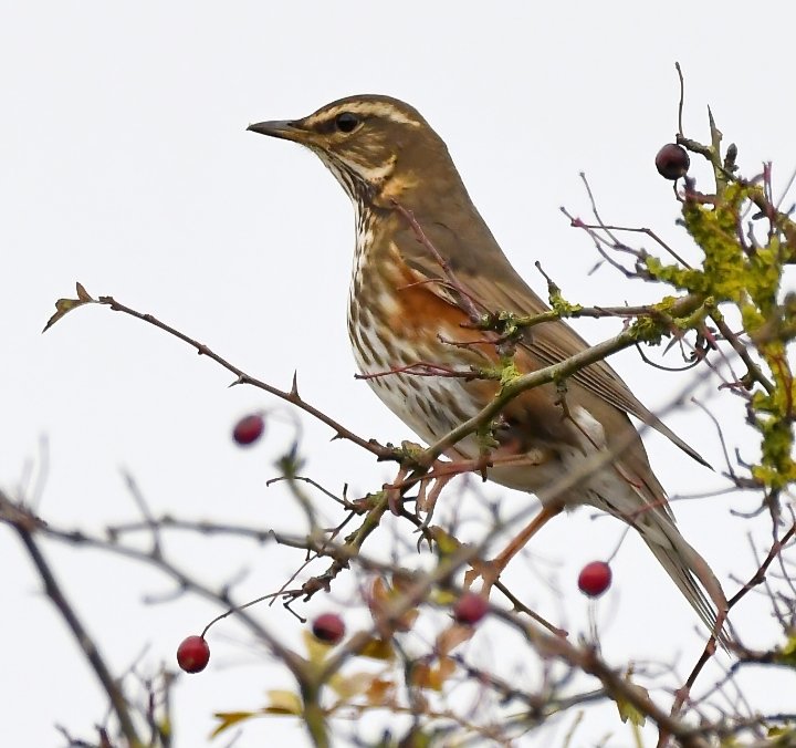 Name the Bird?