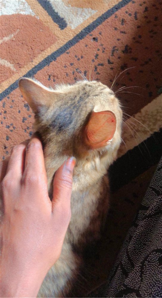 Good morning 🥰🥰
My cat 🐈 wish you 
Have a nice day 🥰🥰