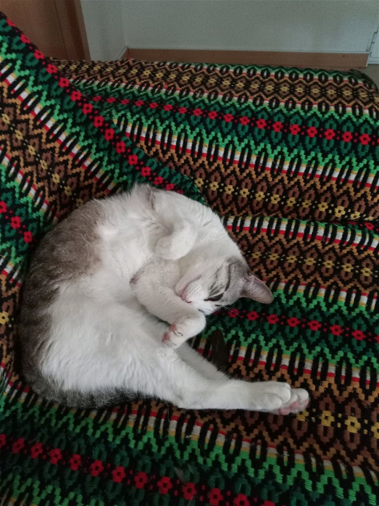 Partilhem os vossos gatos 😊
