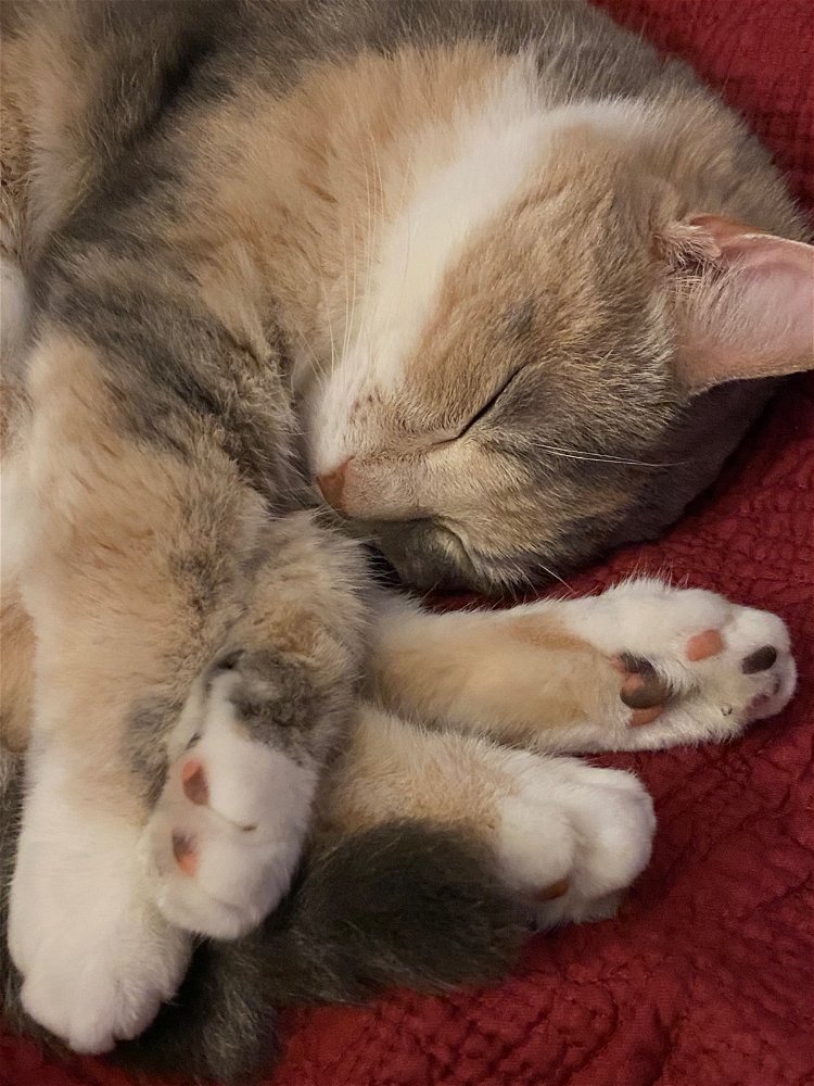 Unsolicited Cat Pic