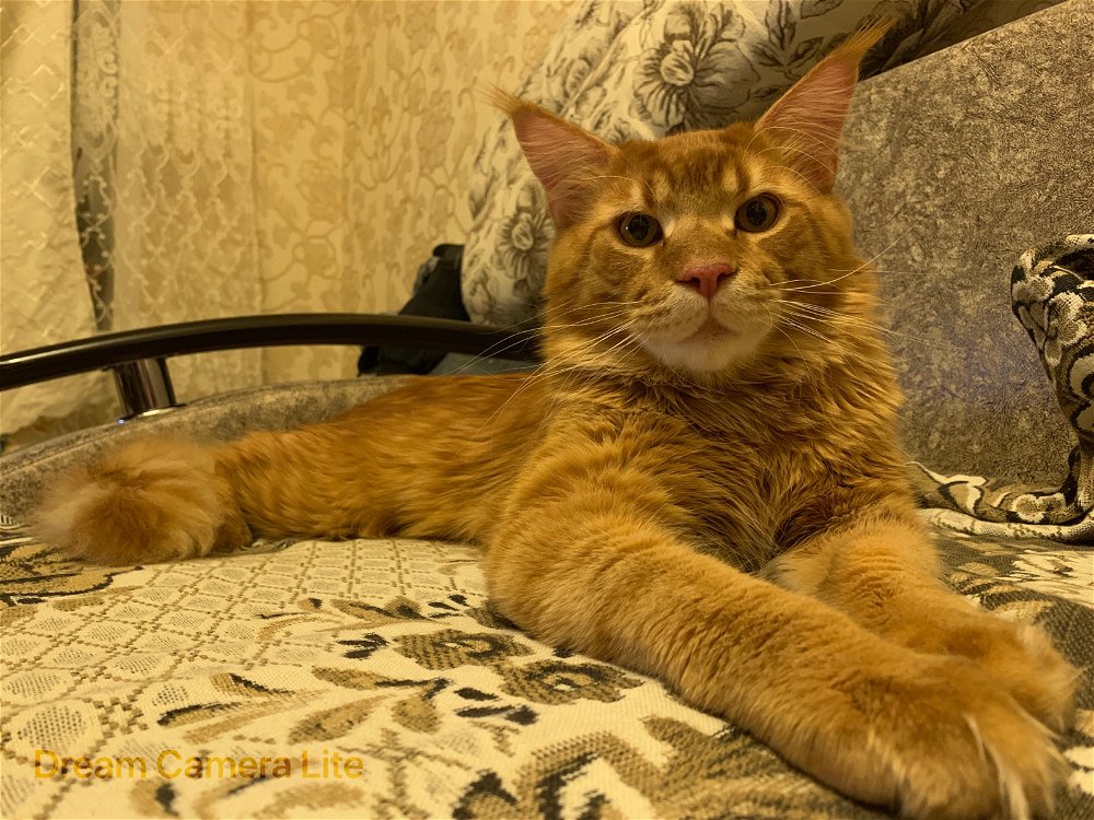 В гости заходил соседский кот грузин😁