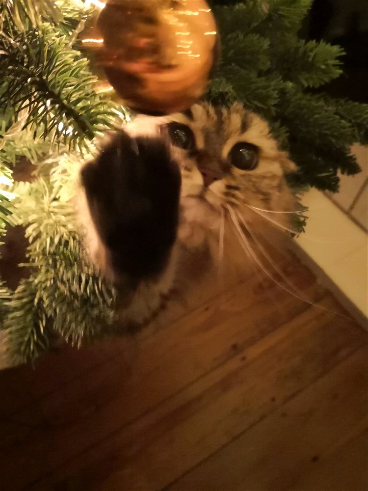 Es weihnachtet sehr