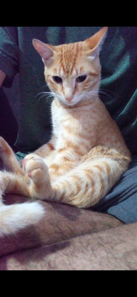 Foto de gatito