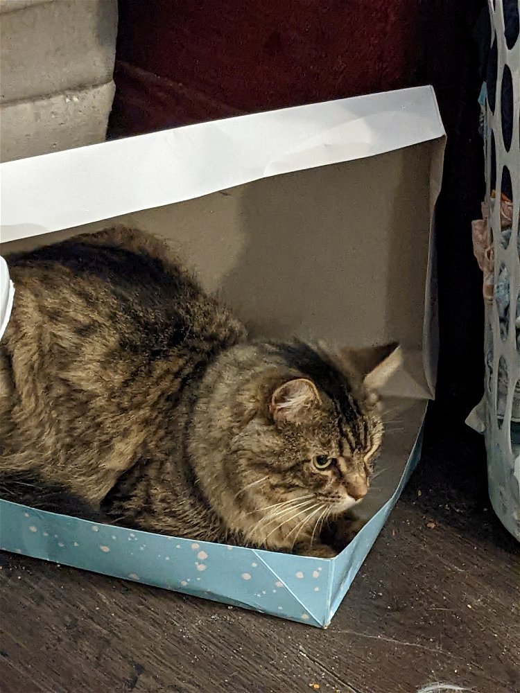Cat in a box 😍