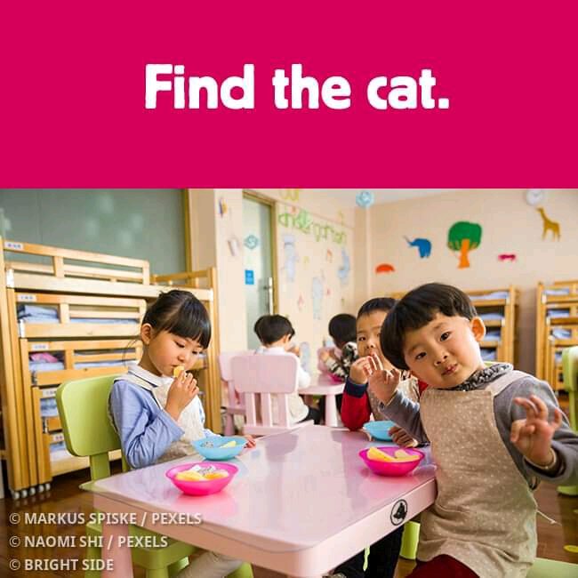 Find the cat..😁