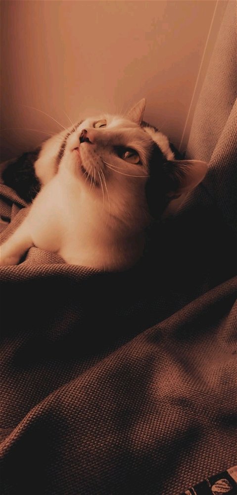 My cat