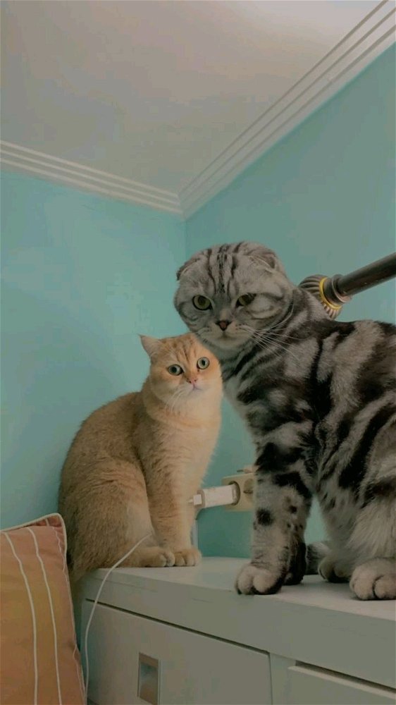 pets