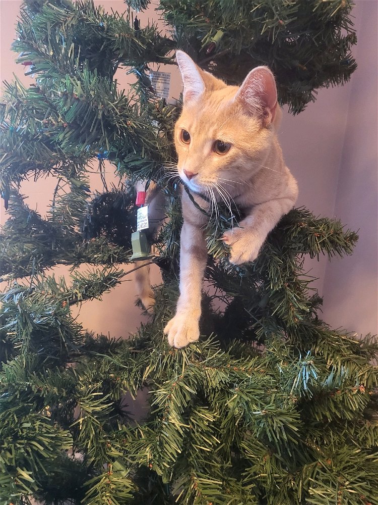it's his tree now