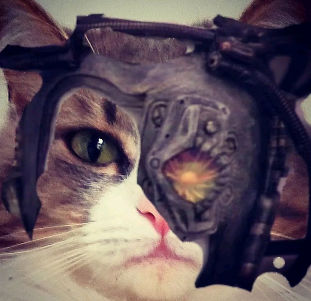 Gatta di nove / Cat of nine