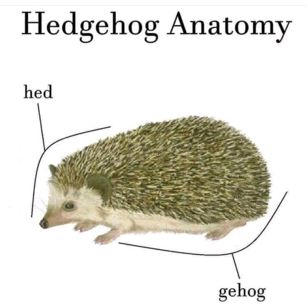 🦔