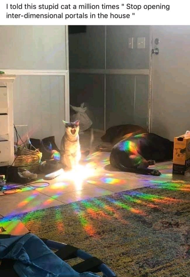 Wizard cat