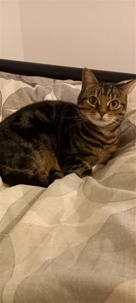 My cat