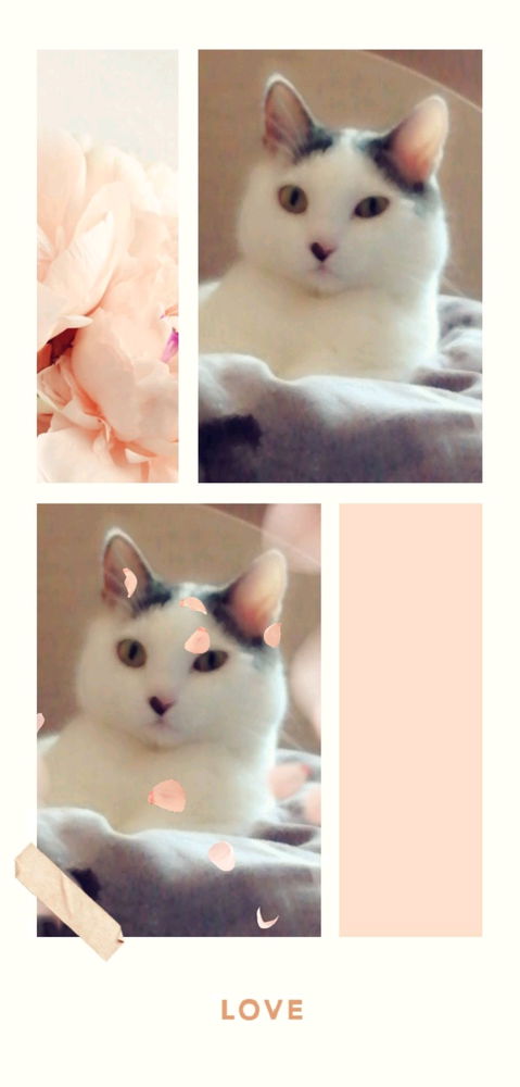 котик