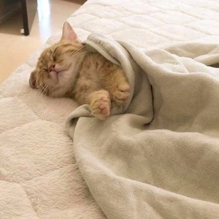sleepyhead 🐱

lil sushii ❤