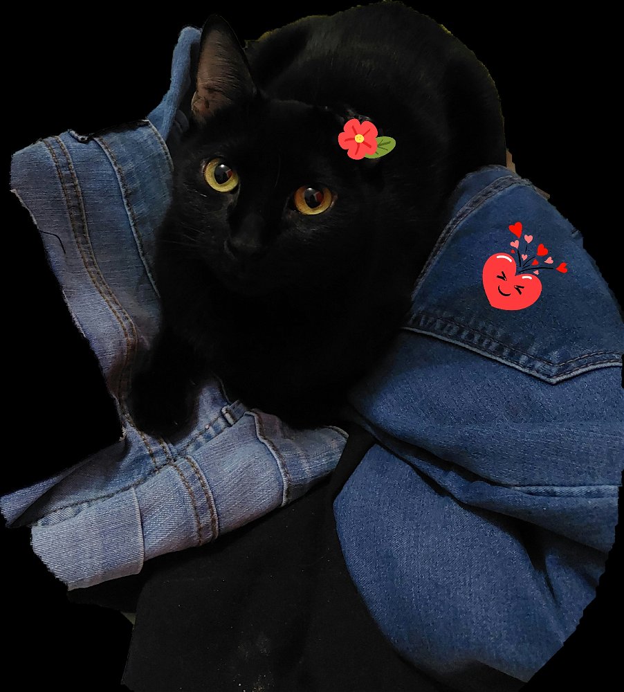 Mi bb ❤️ Raven 🖤 🐈‍⬛