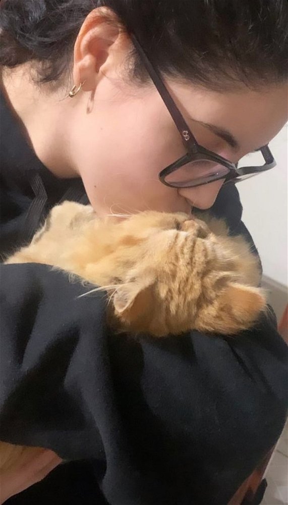 Gatos o perros?