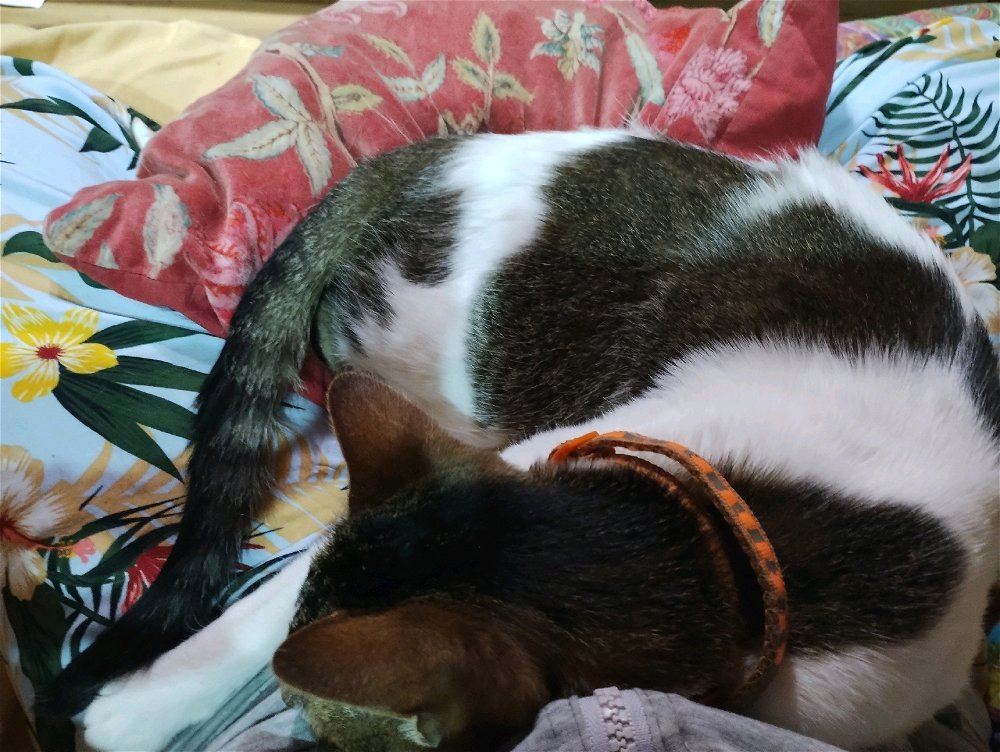 Perla.