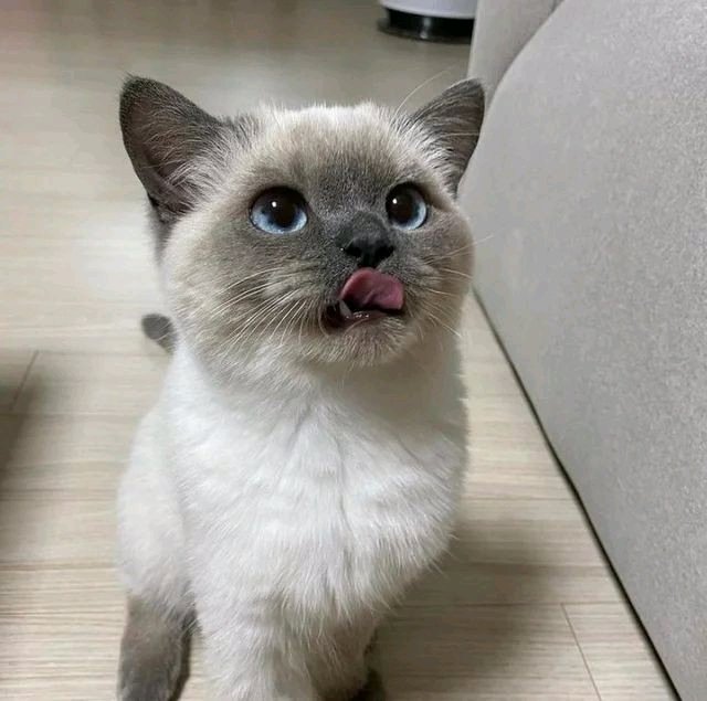 Lindo