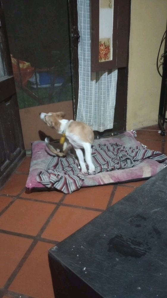 La pequeña luna