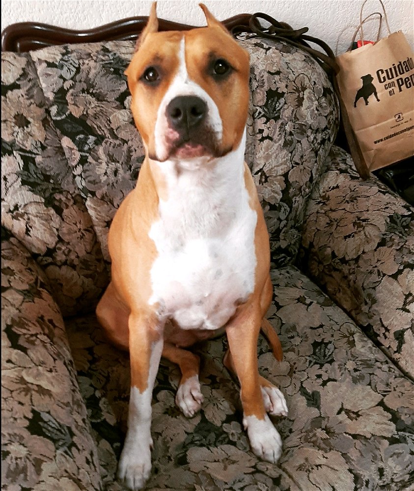 MI AMSTAFF