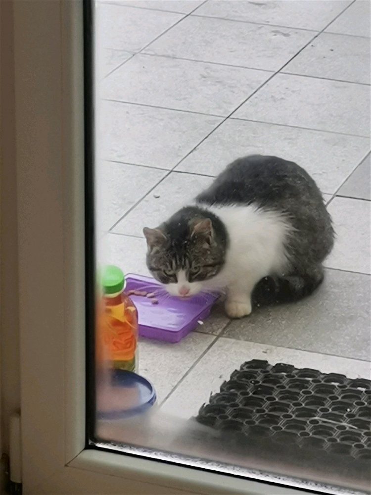 🙂一只待驯服的新猫