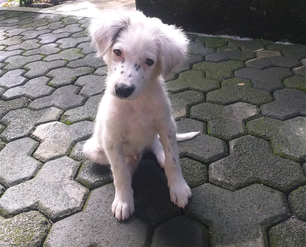 Cute pup