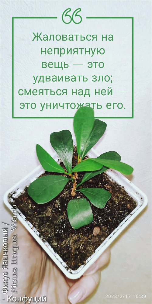 Фикус Язычковый / Ficus linqua Warb