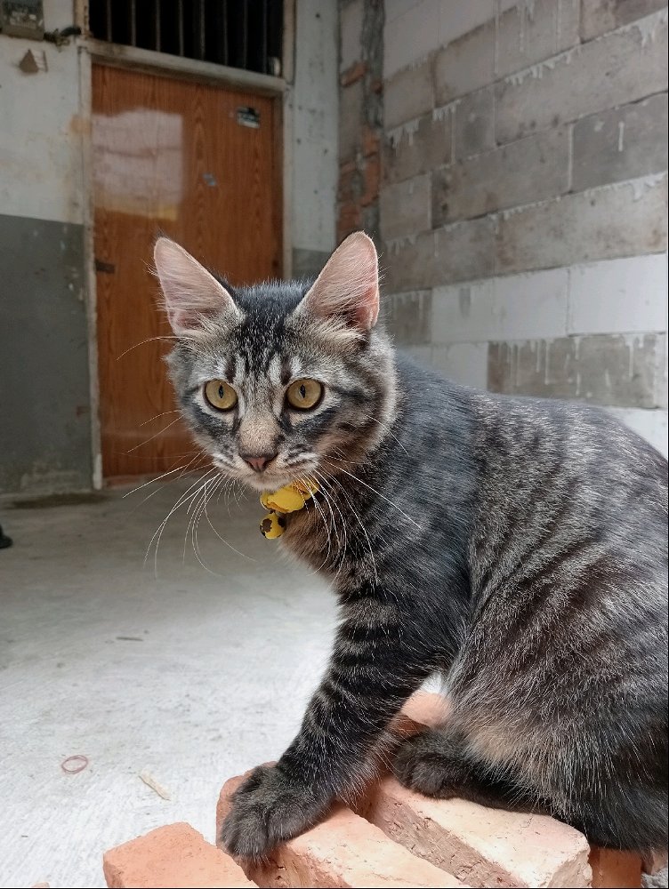 My cat boy 🥰🥰