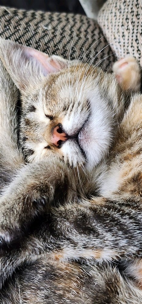 Pengen pelihara kucing tapi gak di bolehin padahal lucu banget gak sih? 🥰🥰