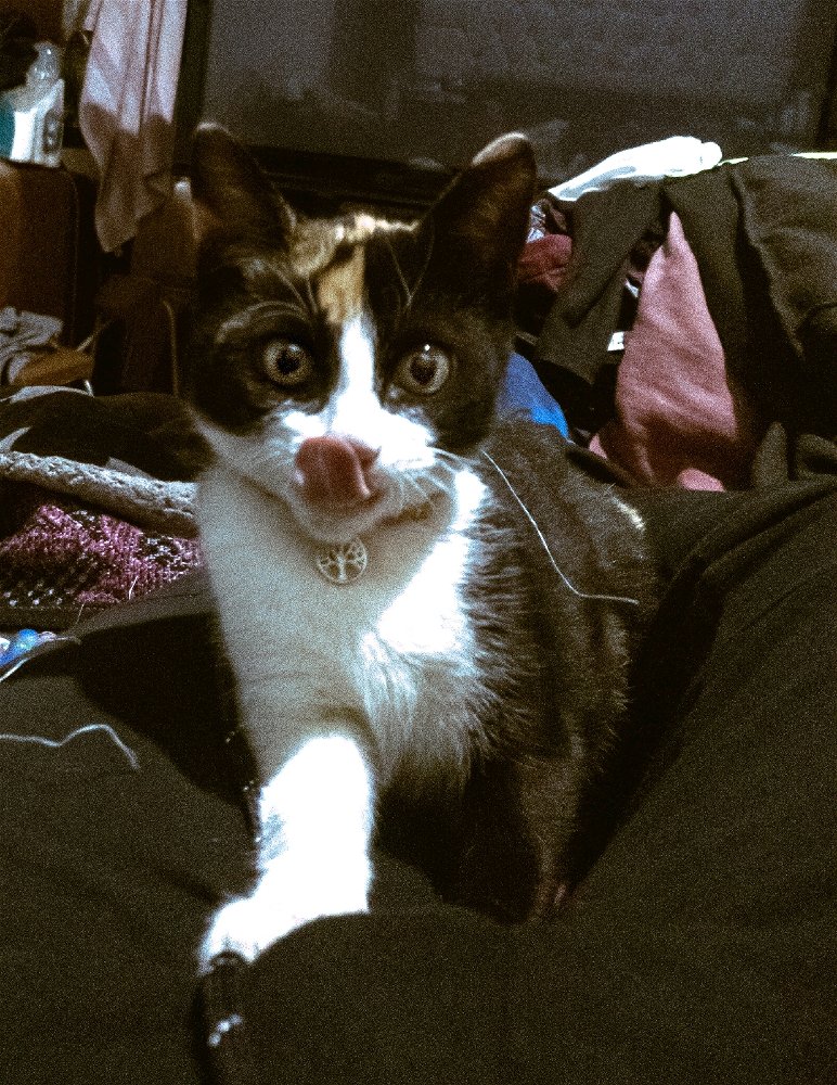 Gatita