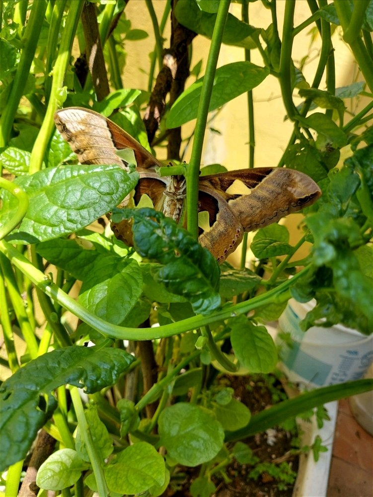 Acho que não sou a única que  gosta de bertalha🌱🦋😍