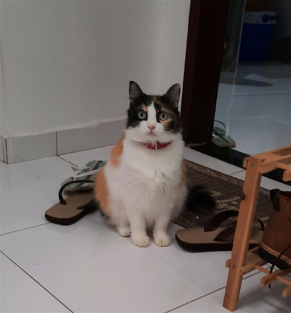 fav neighbour