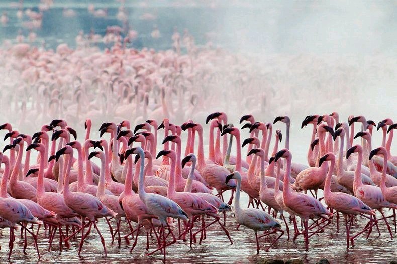 Welcome all to Kenya and see this beautiful  flamingos at lake Nakuru