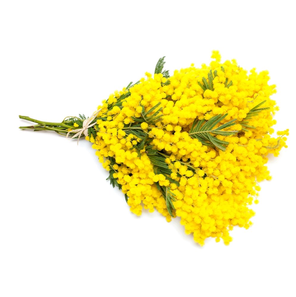 Buona festa della donna