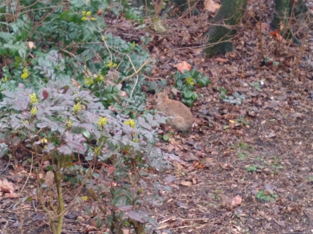 Beim spazieren in Park gefunden so süß :)