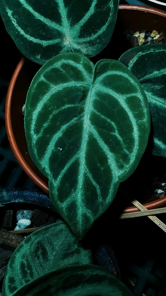 Anthurium Dorayaki Green Mutation