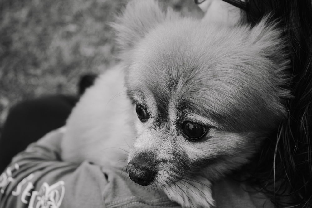 Photo of my grandmother’s dog