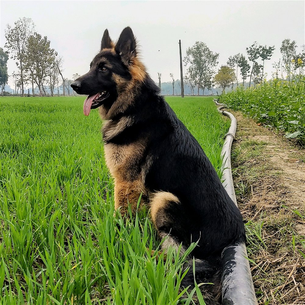 Companion