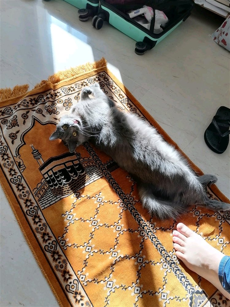 😹