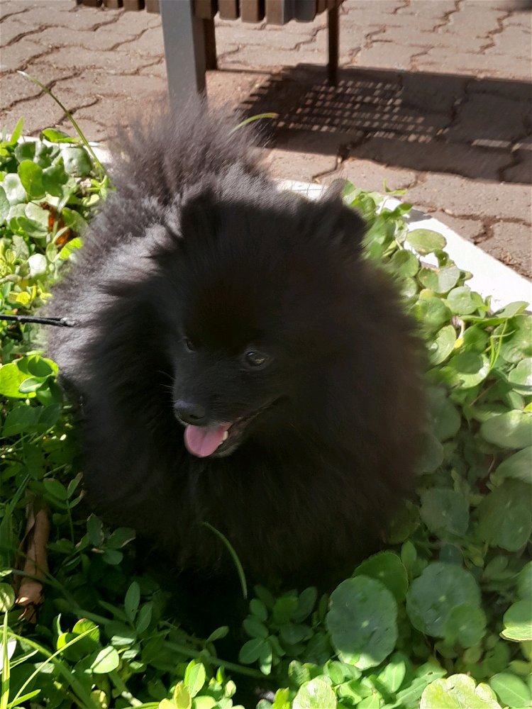 Meu lindo kuga ❤️