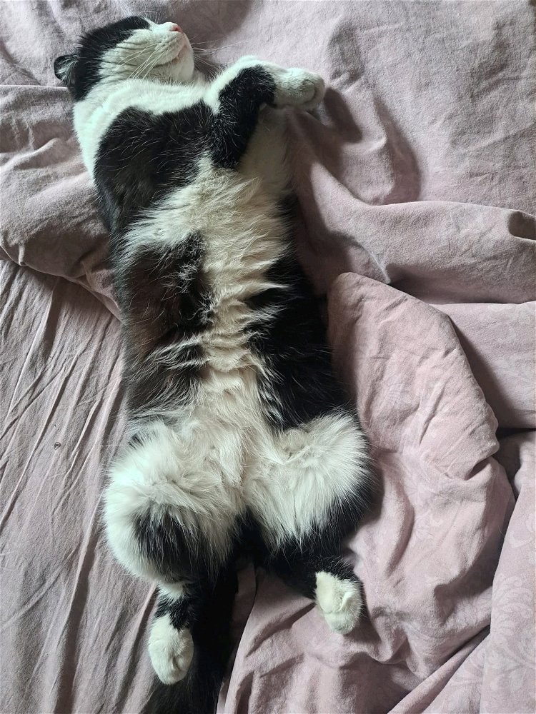 В следующей жизни хочу быть котом 😺
