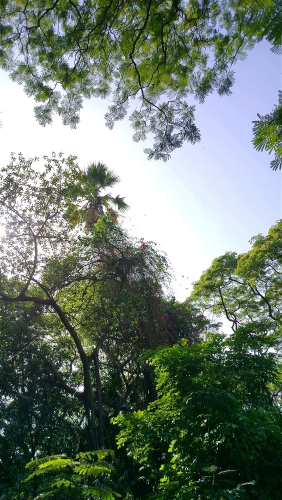 Beautiful trees blowing by the strong wind but still looking beautiful 