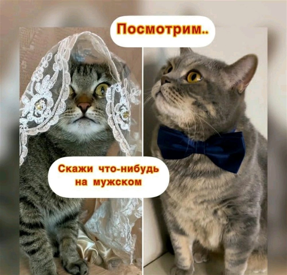 Так по мужски😸