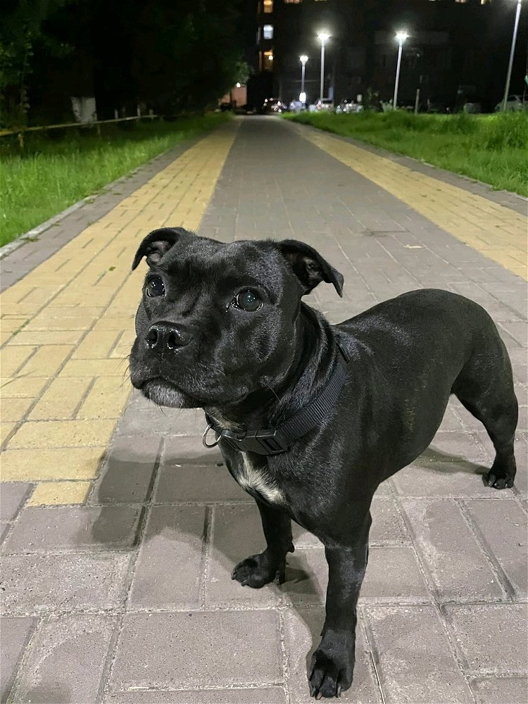 Мой бубук❤️