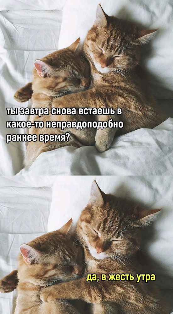 Котейки могут гарантировать вам режим, режим тоталитарный
