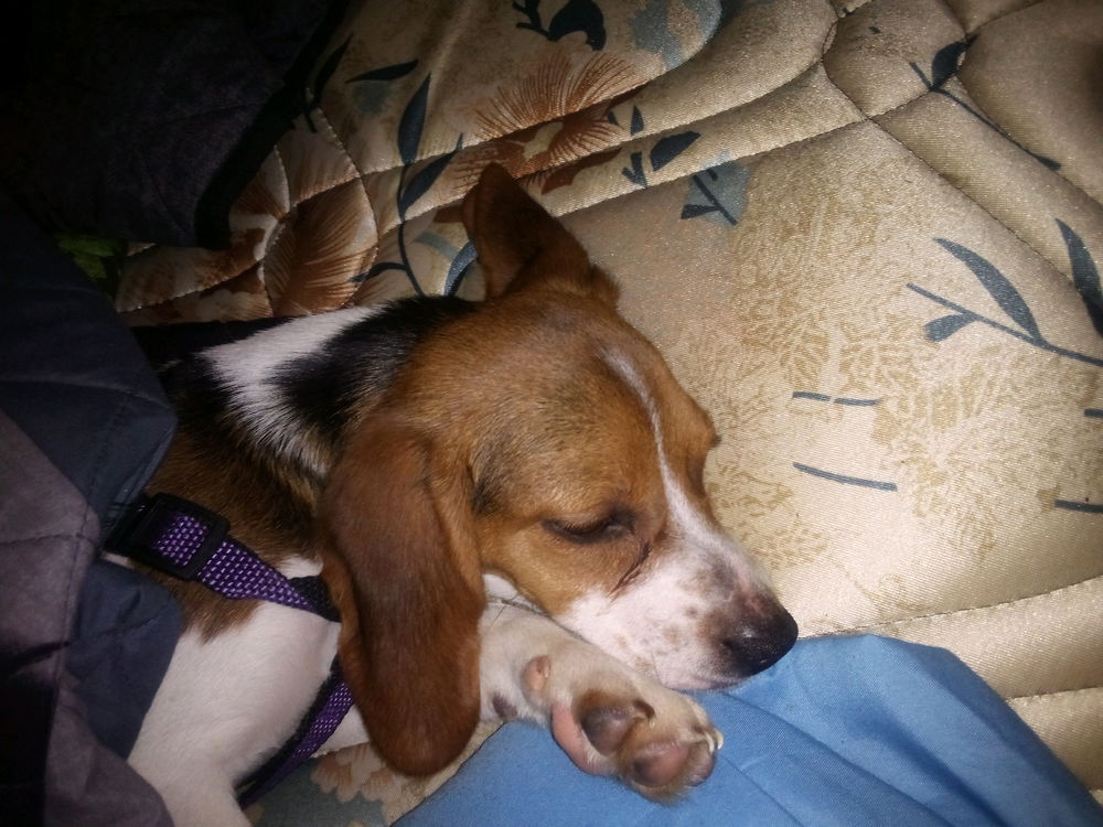 Got a new puppy