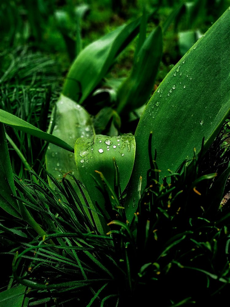 Rain