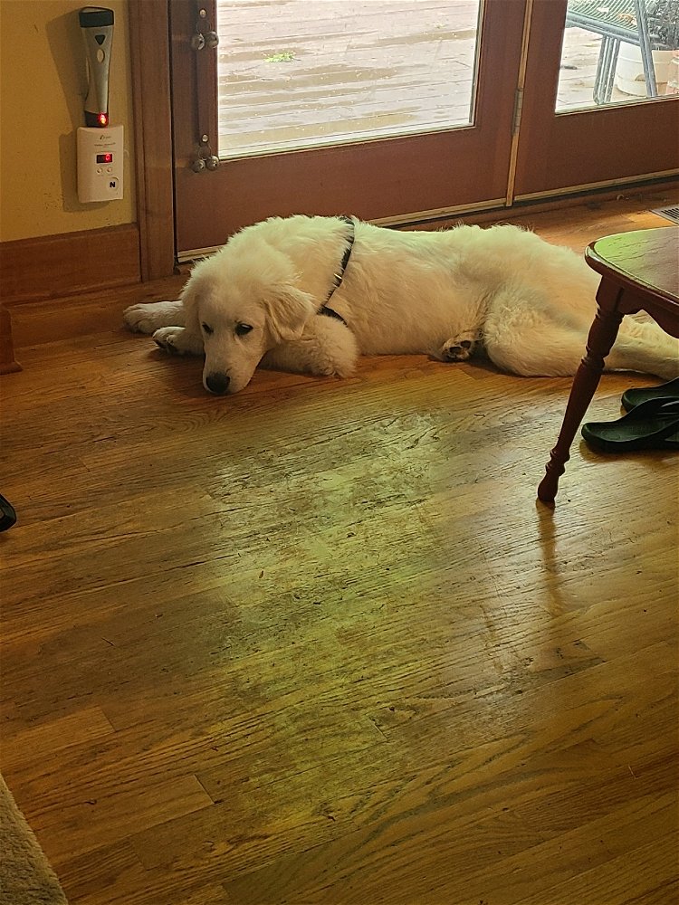 Sad puppy eyes