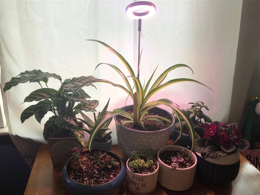 Plant babies